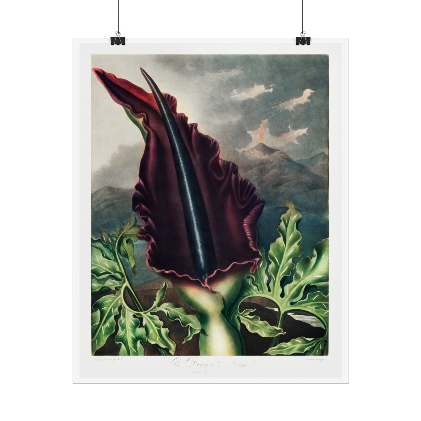 The Dragon Arum from the Temple of Flora