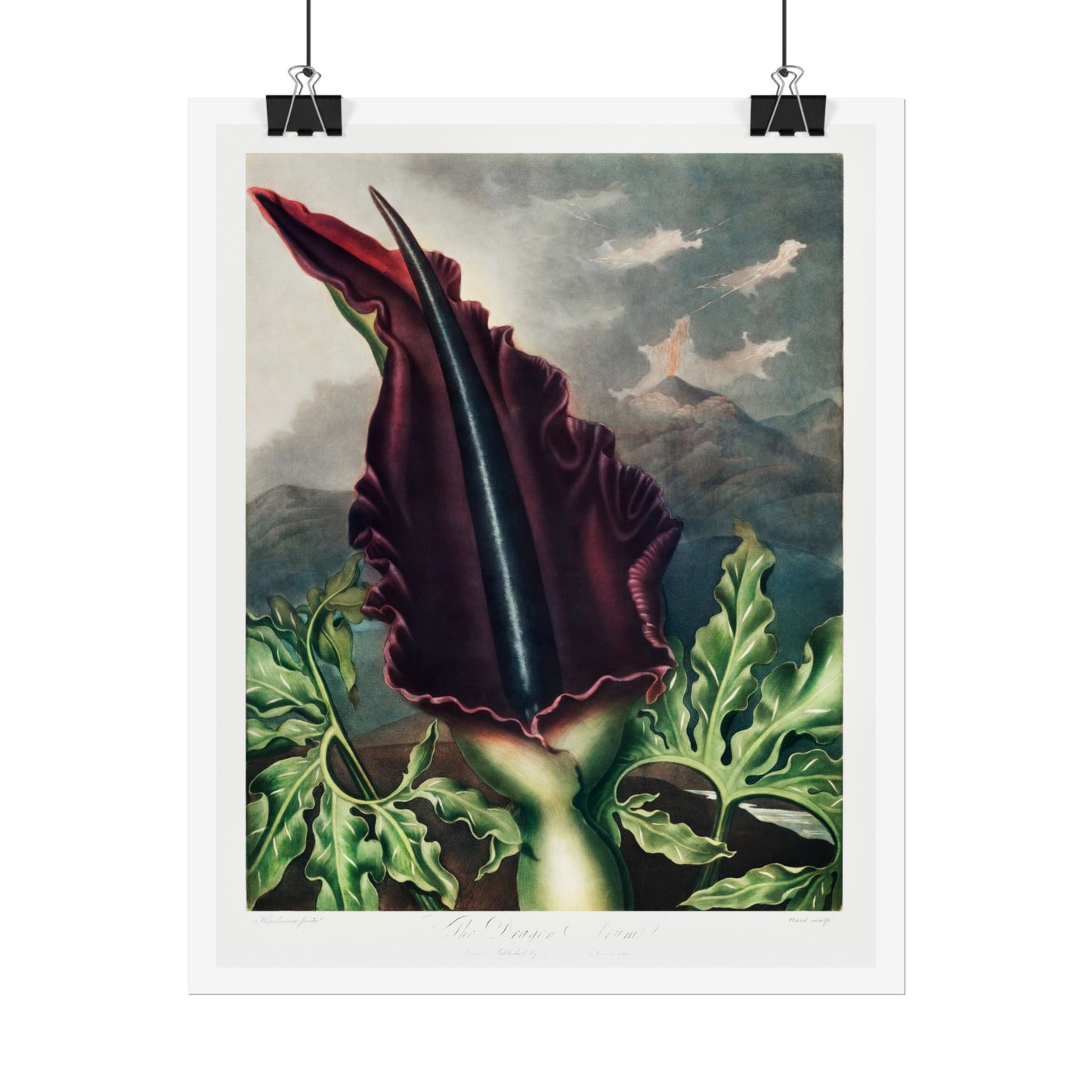 The Dragon Arum from the Temple of Flora