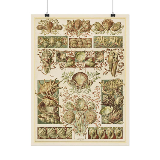 Shells - From "The Animal in Decorative Art"