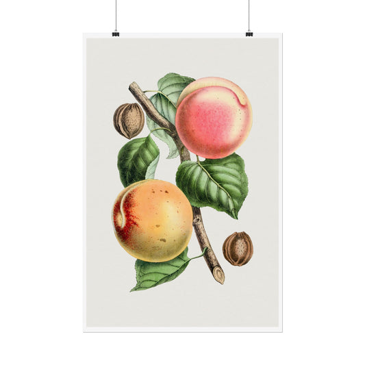 Apricot - Biodiversity Heritage Library