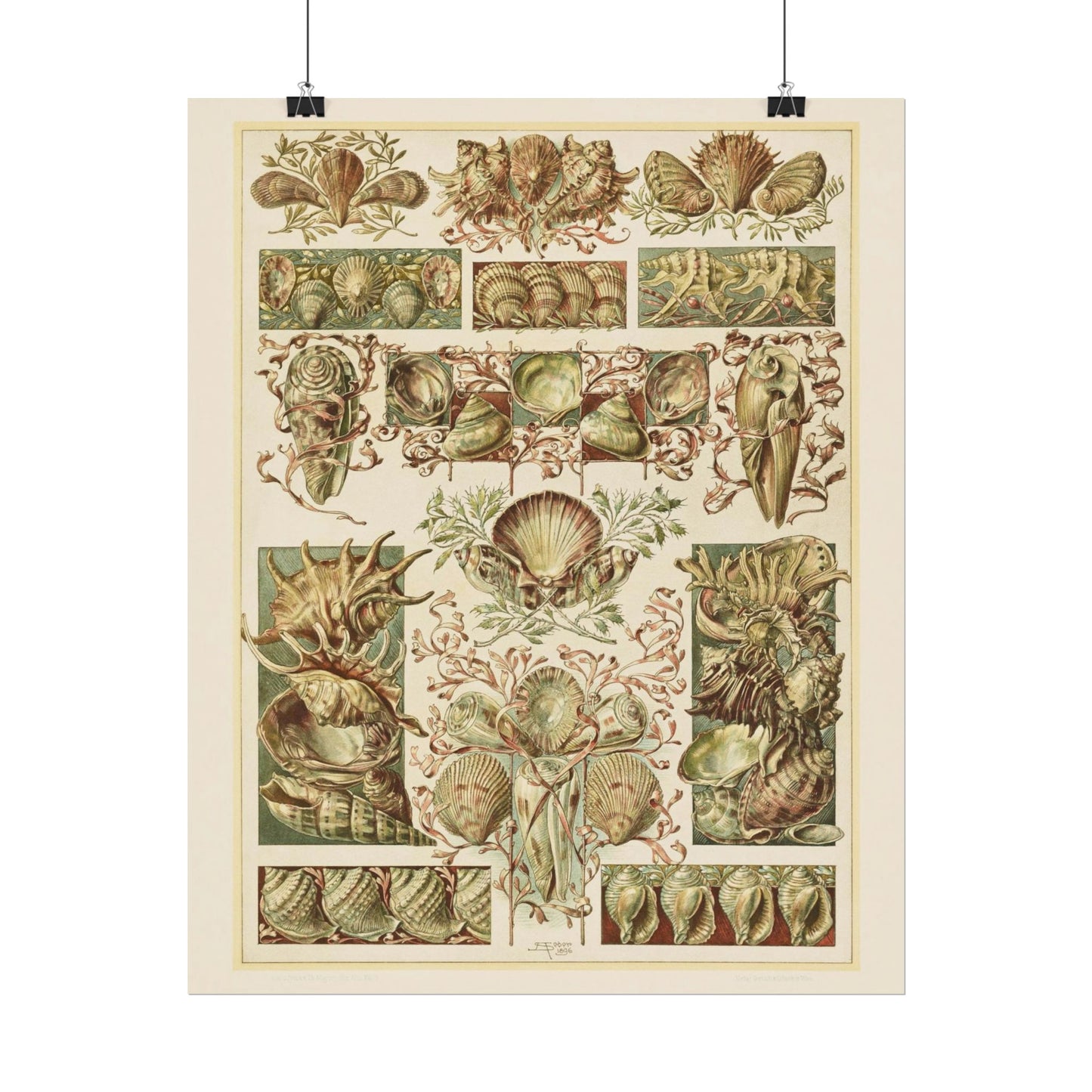 Shells - From "The Animal in Decorative Art"