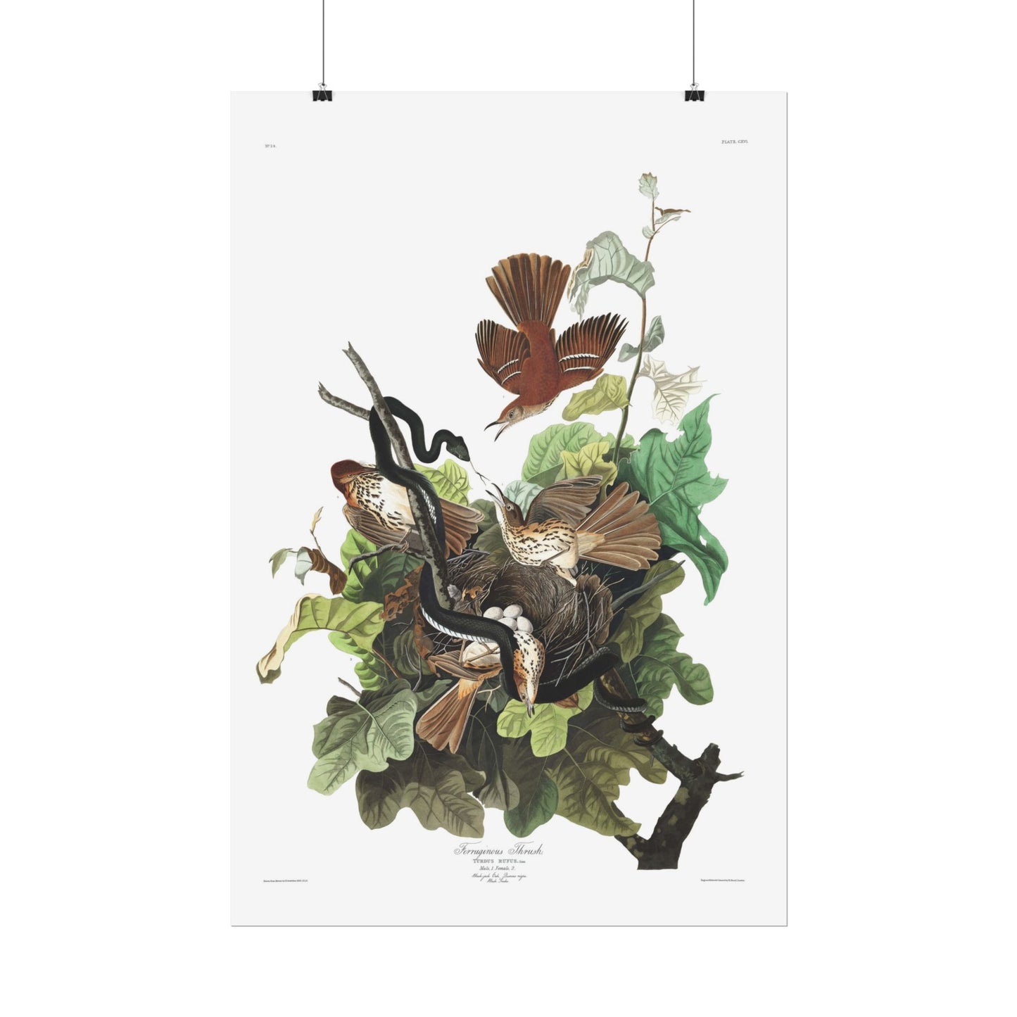 Ferruginous Thrush - from "The Birds of America"