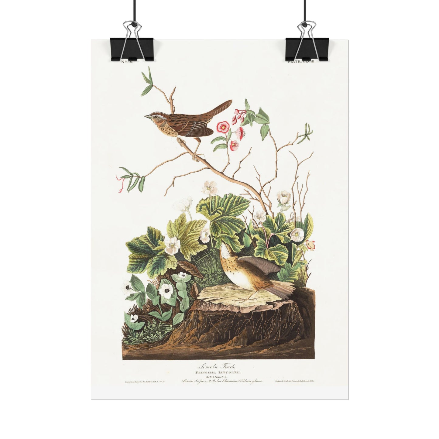 Lincoln Finch - from "The Birds of America"