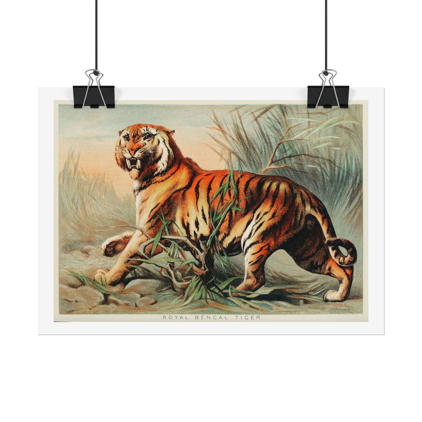 Royal Bengal Tiger - From "Johnson's Household Book of Nature"