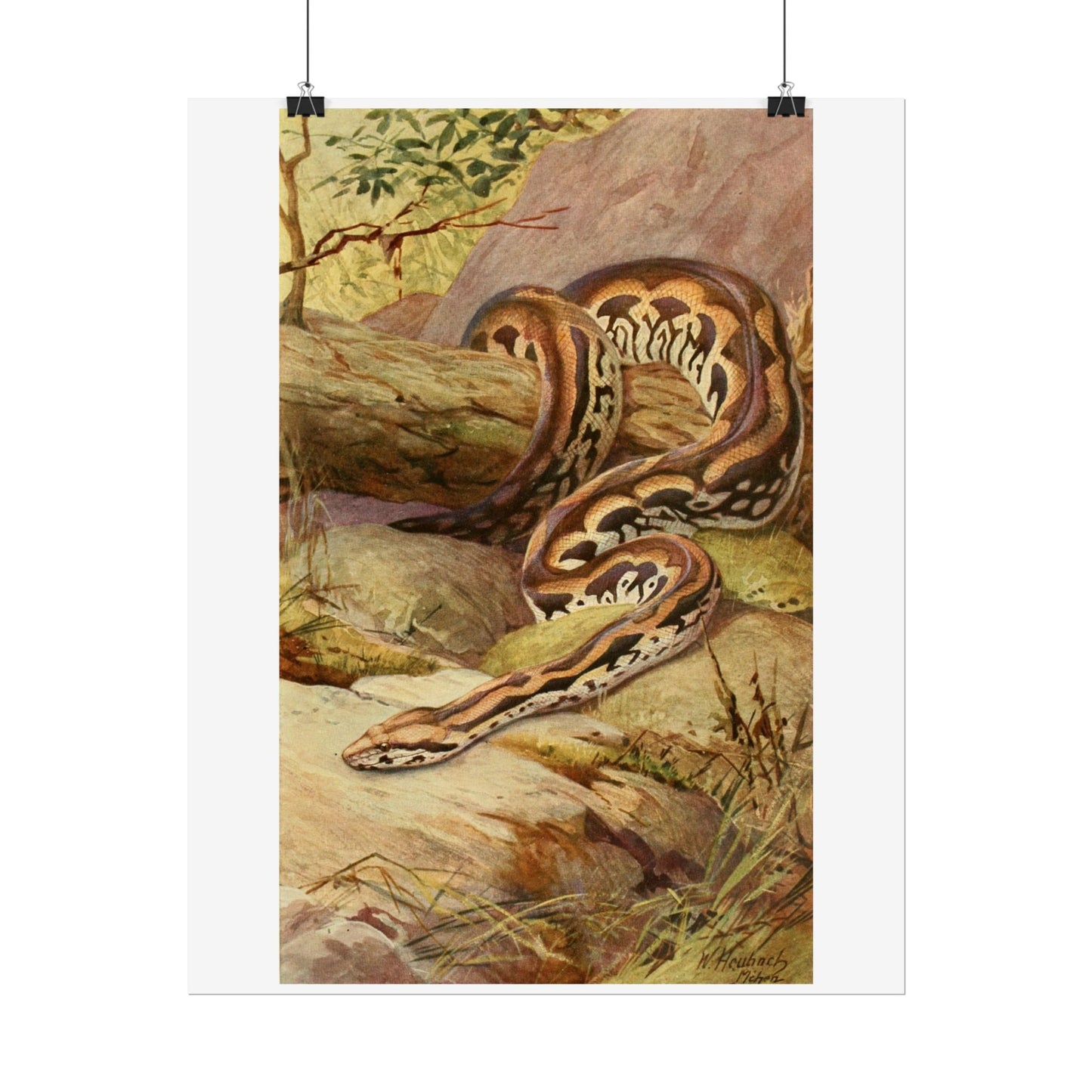 Anaconda - Colourised engraving from "Brehm's Life of Animals"