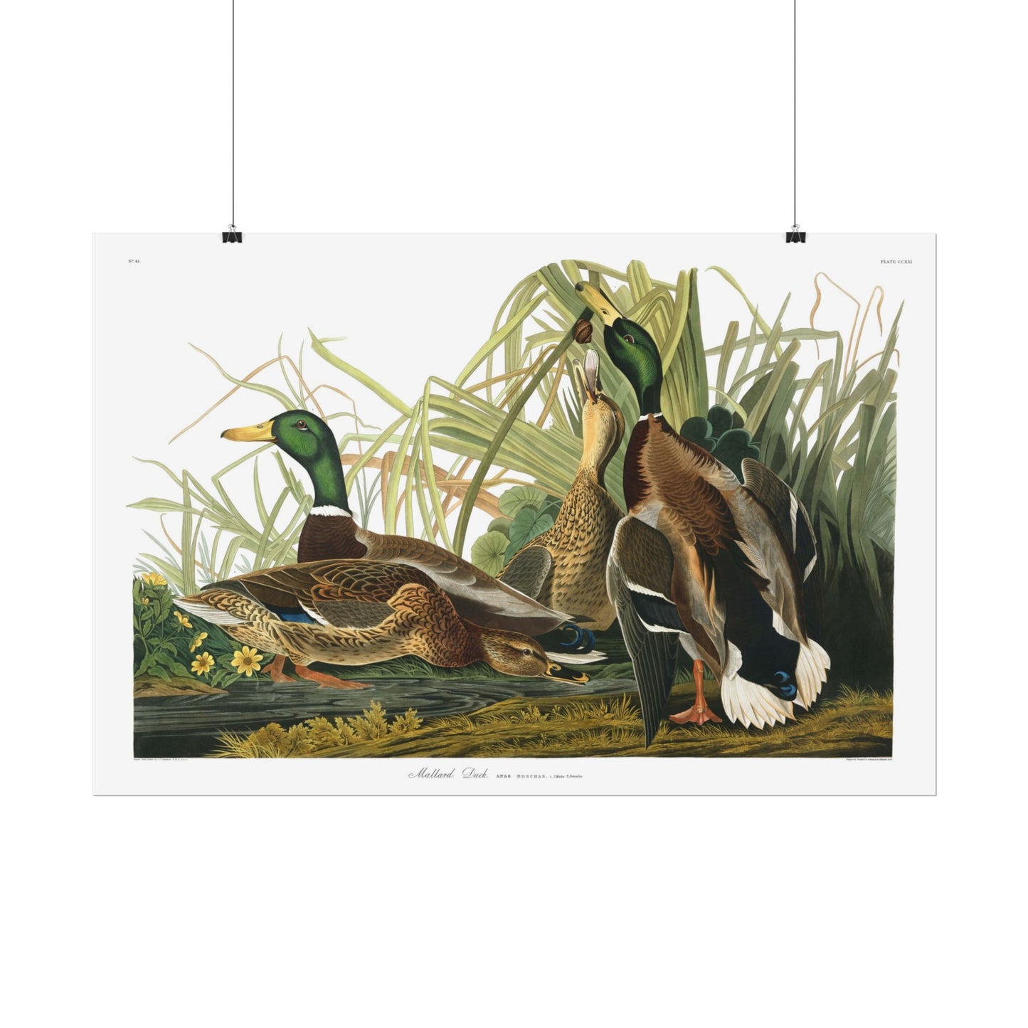 Mallard Duck  - From "The Birds of America"