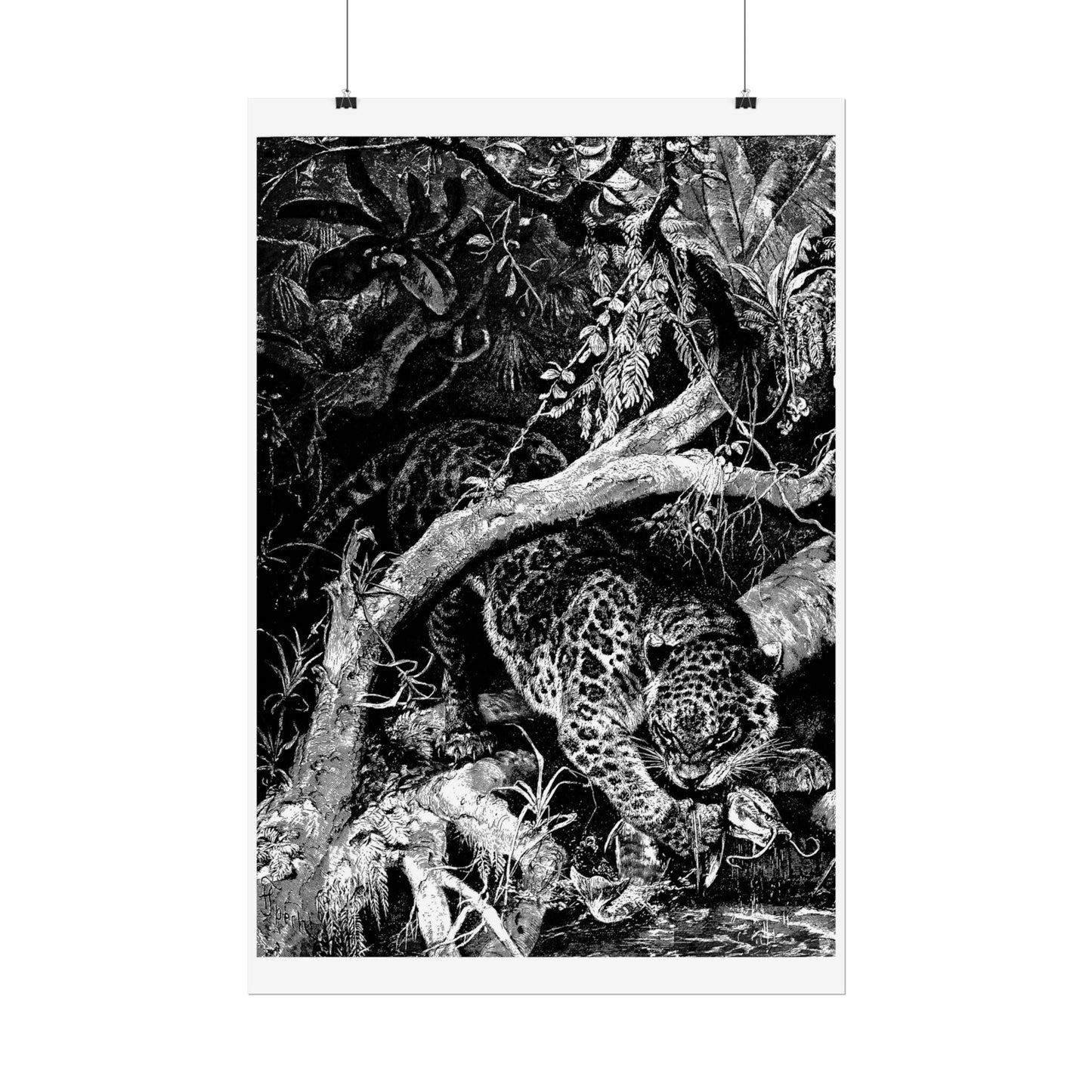 Jaguar catching a Fish - Engraving from "Brehm's Life of Animals"