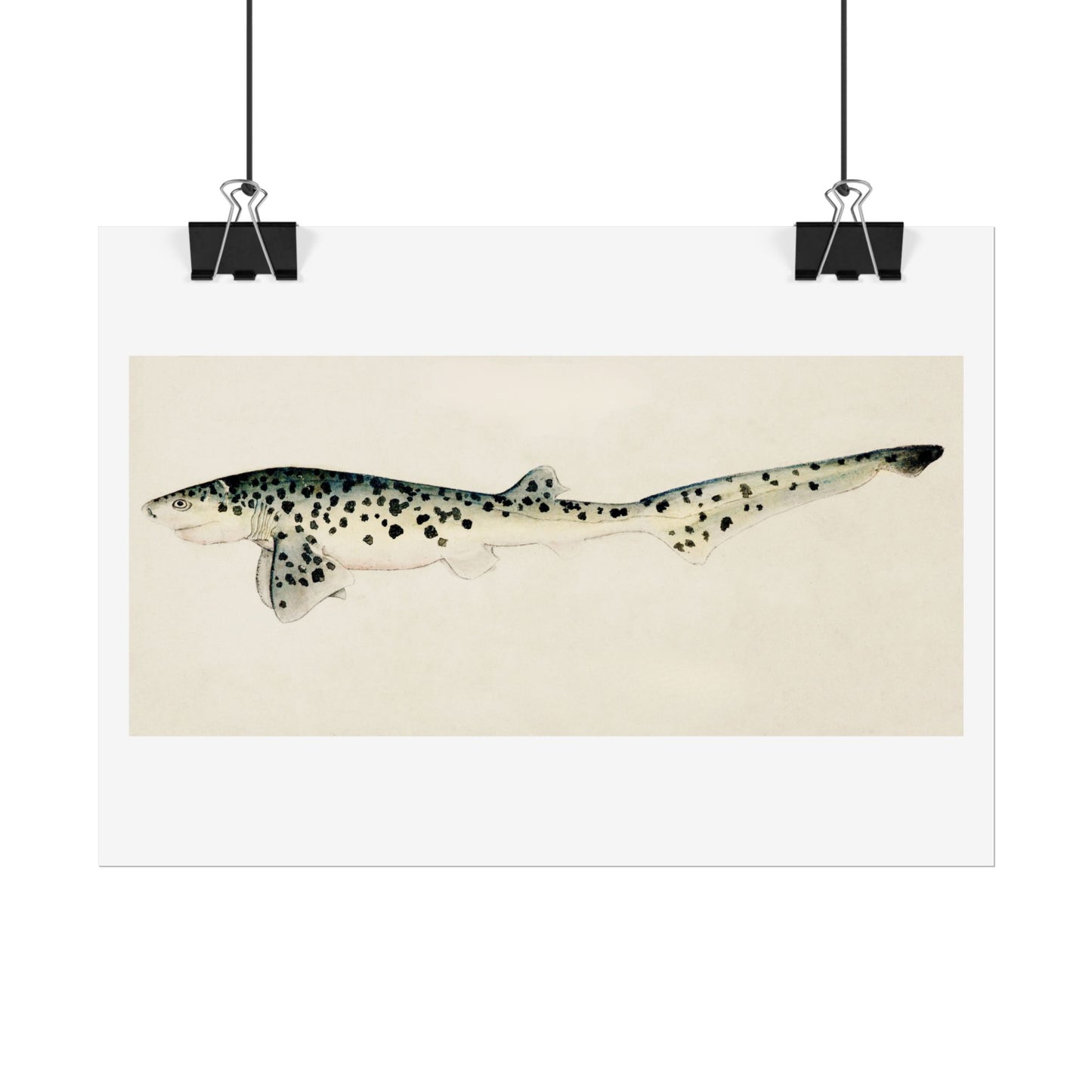 Broad Seven-Gill Shark