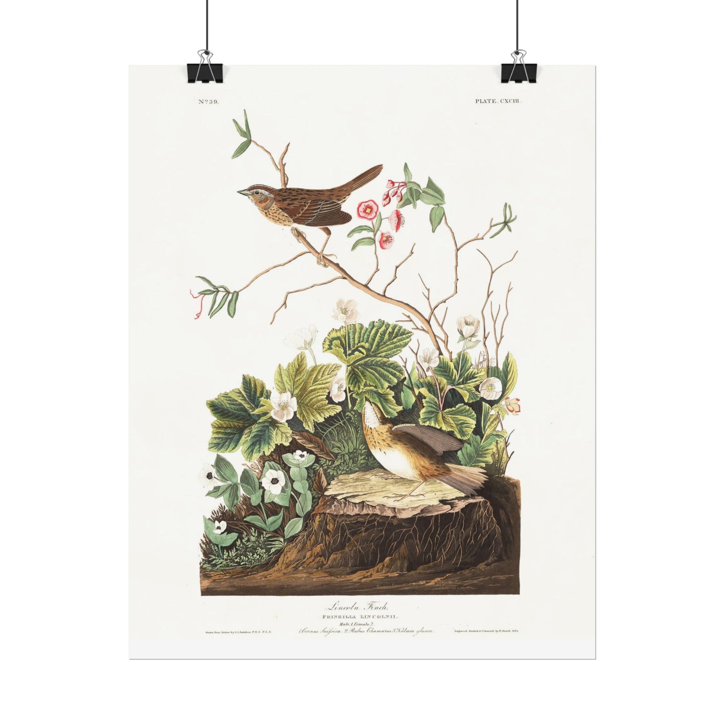 Lincoln Finch - from "The Birds of America"