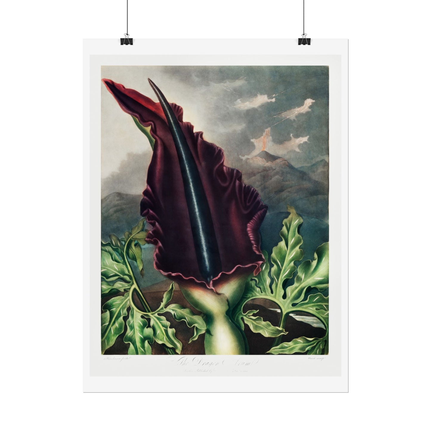 The Dragon Arum from the Temple of Flora