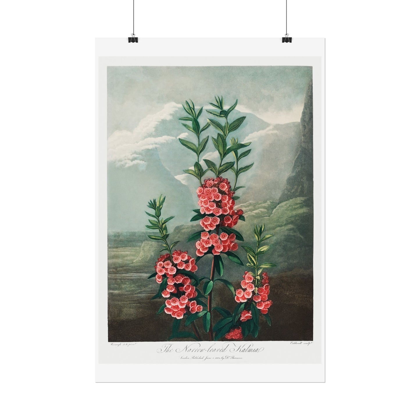 The Narrow-Leaved Kalmia from the Temple of Flora