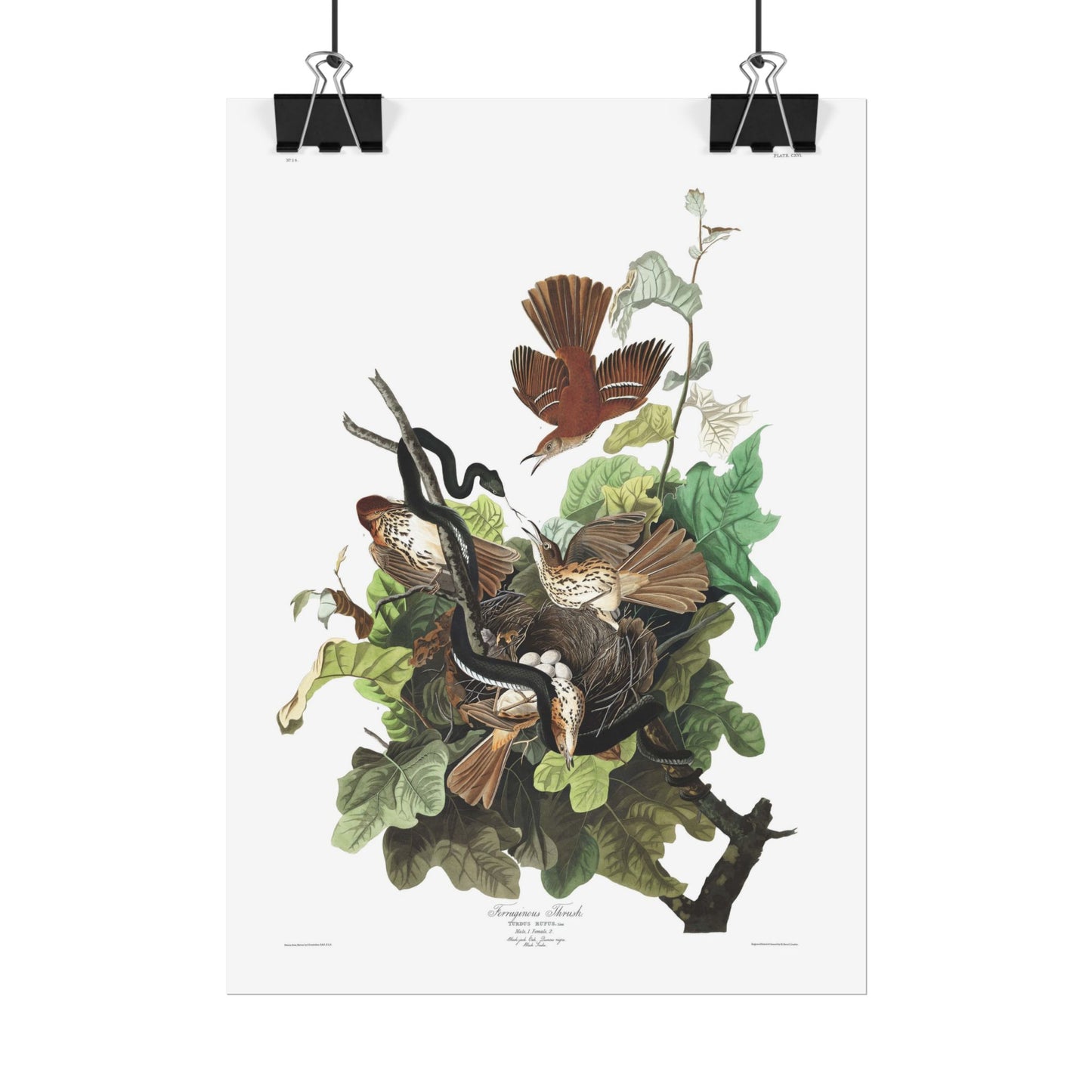 Ferruginous Thrush - from "The Birds of America"