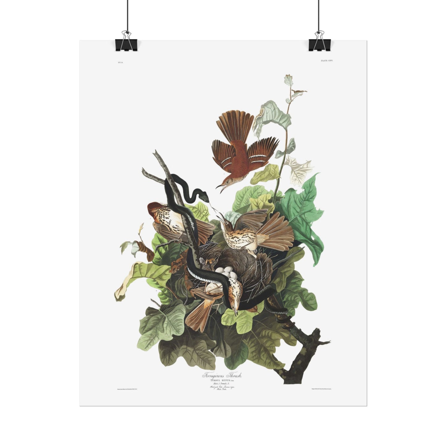 Ferruginous Thrush - from "The Birds of America"