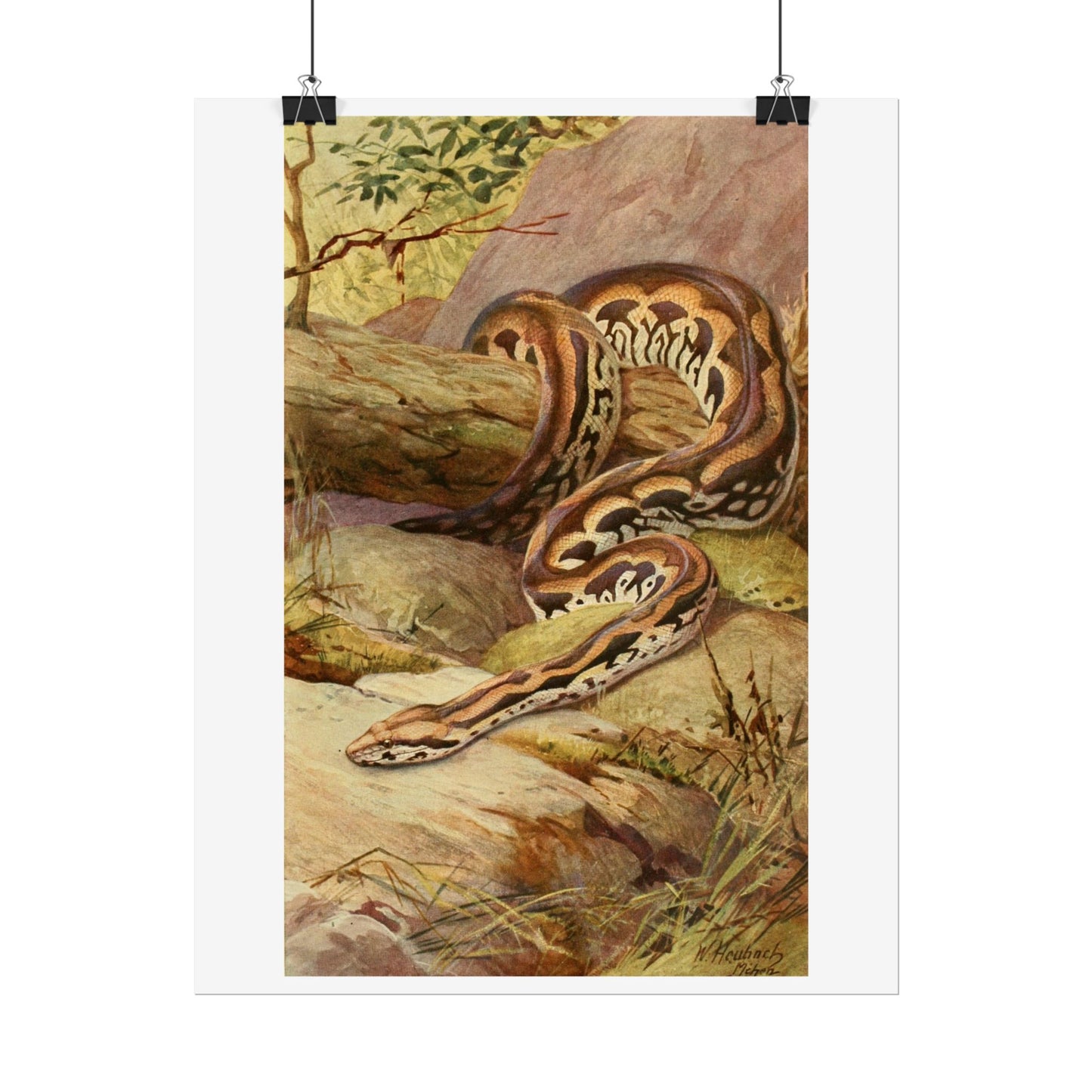 Anaconda - Colourised engraving from "Brehm's Life of Animals"