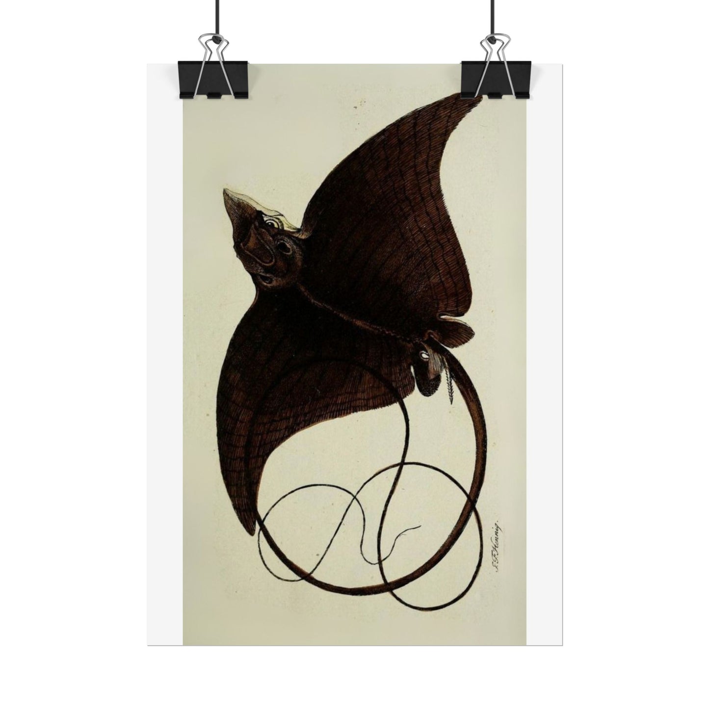 Long-Headed Eagle Ray