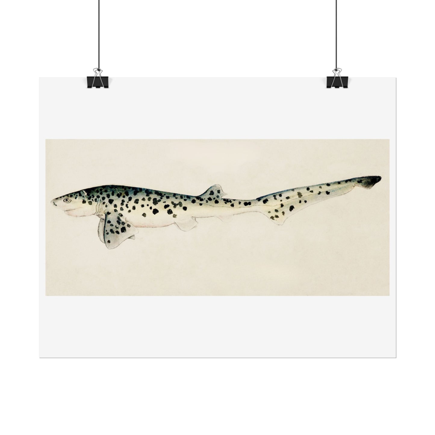 Broad Seven-Gill Shark