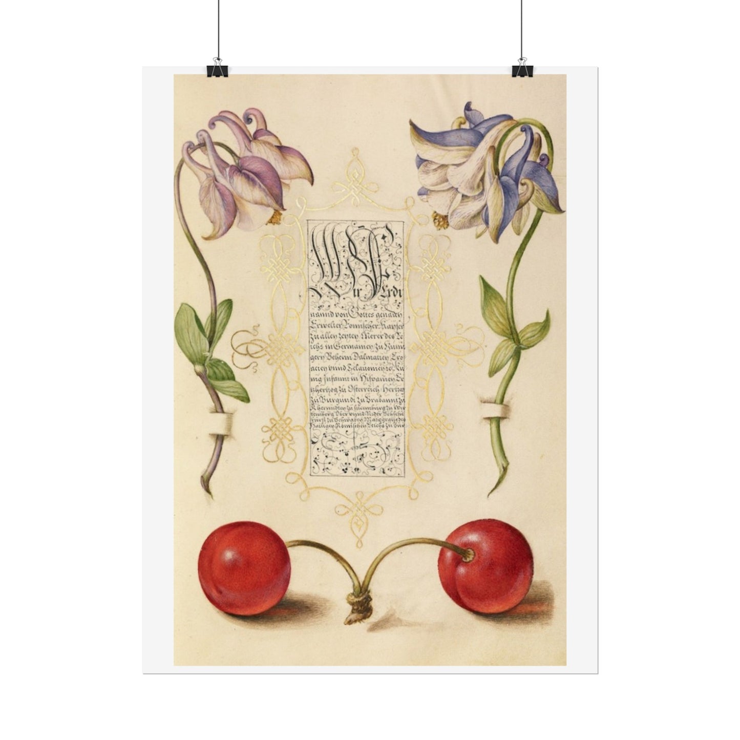 European Columbines and Sweet Cherry