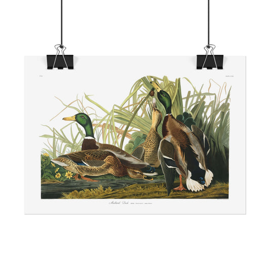 Mallard Duck  - From "The Birds of America"