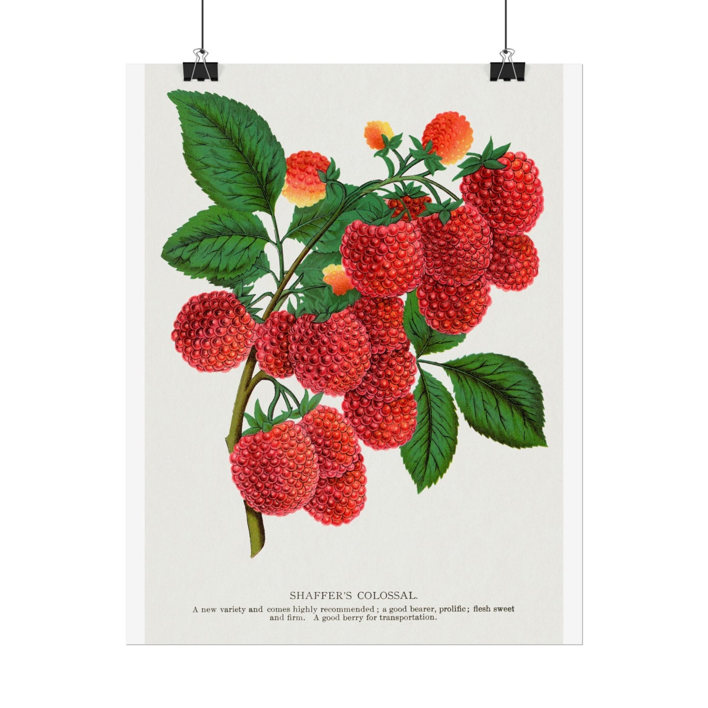 Shaffer's Colossal Raspbery - Lithograph from Botanical Specimen