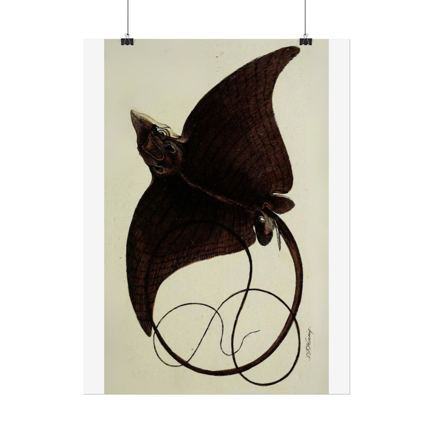 Long-Headed Eagle Ray