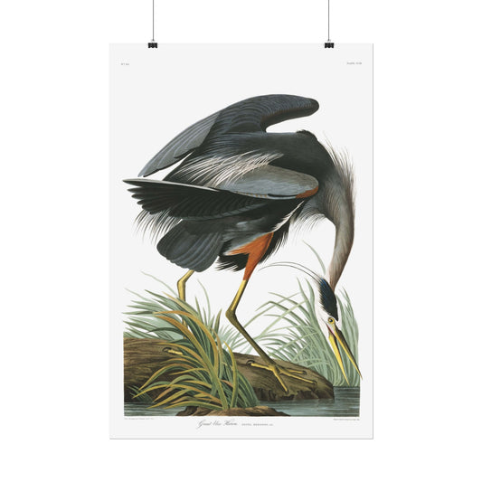 Great Blue Heron - from "The Birds of America"