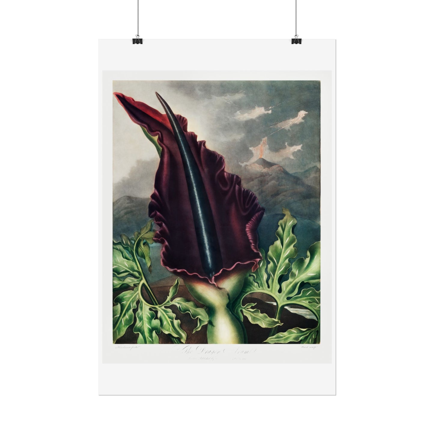 The Dragon Arum from the Temple of Flora