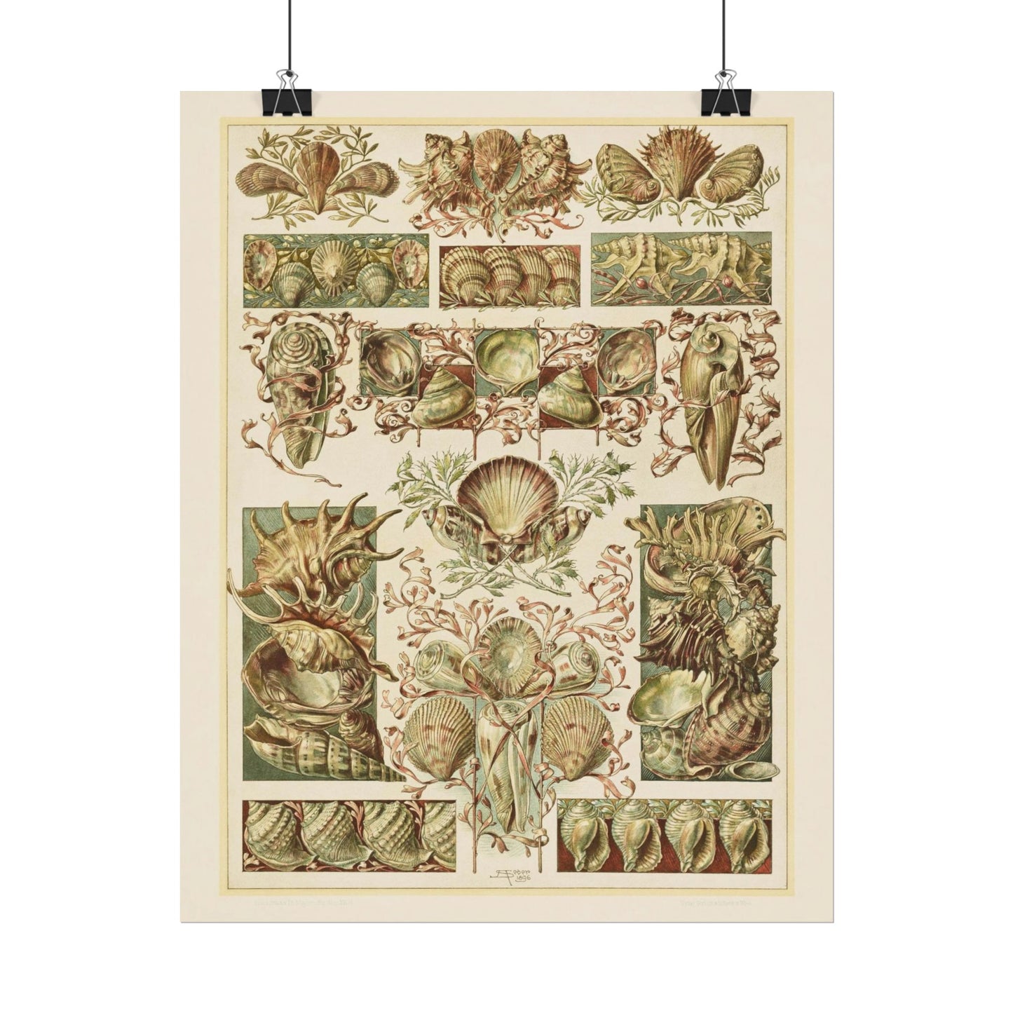 Shells - From "The Animal in Decorative Art"