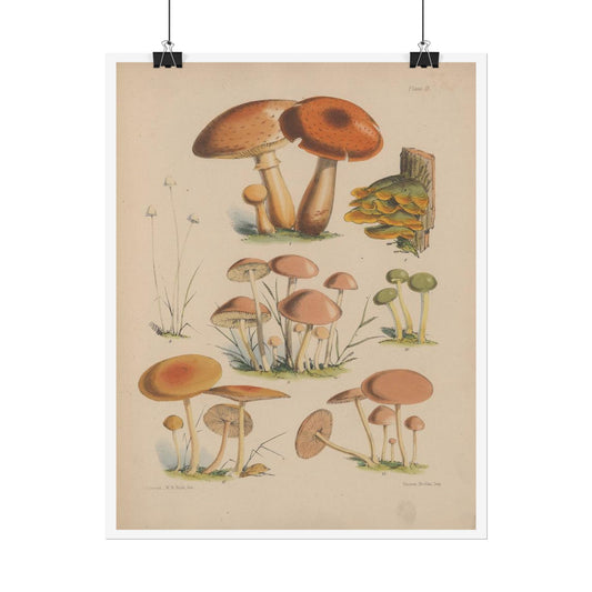 Illustrations of the fungi of our fields and woods