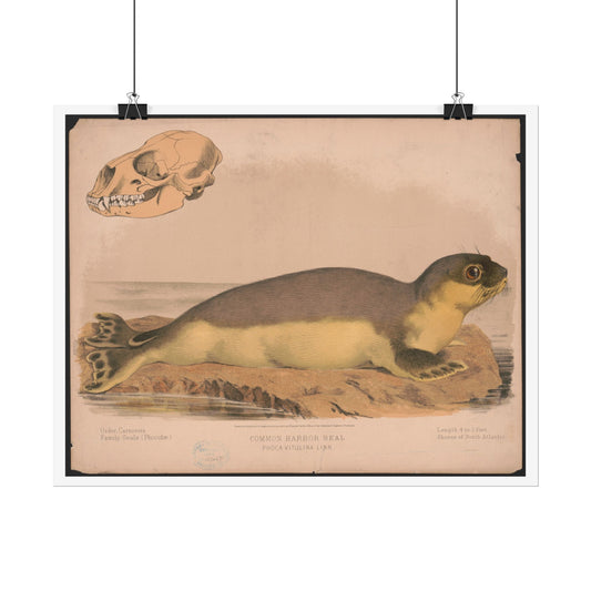 Common Harbour Seal