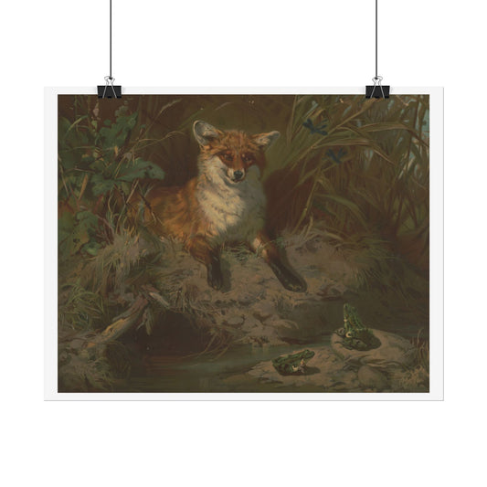 Image of a Red Fox