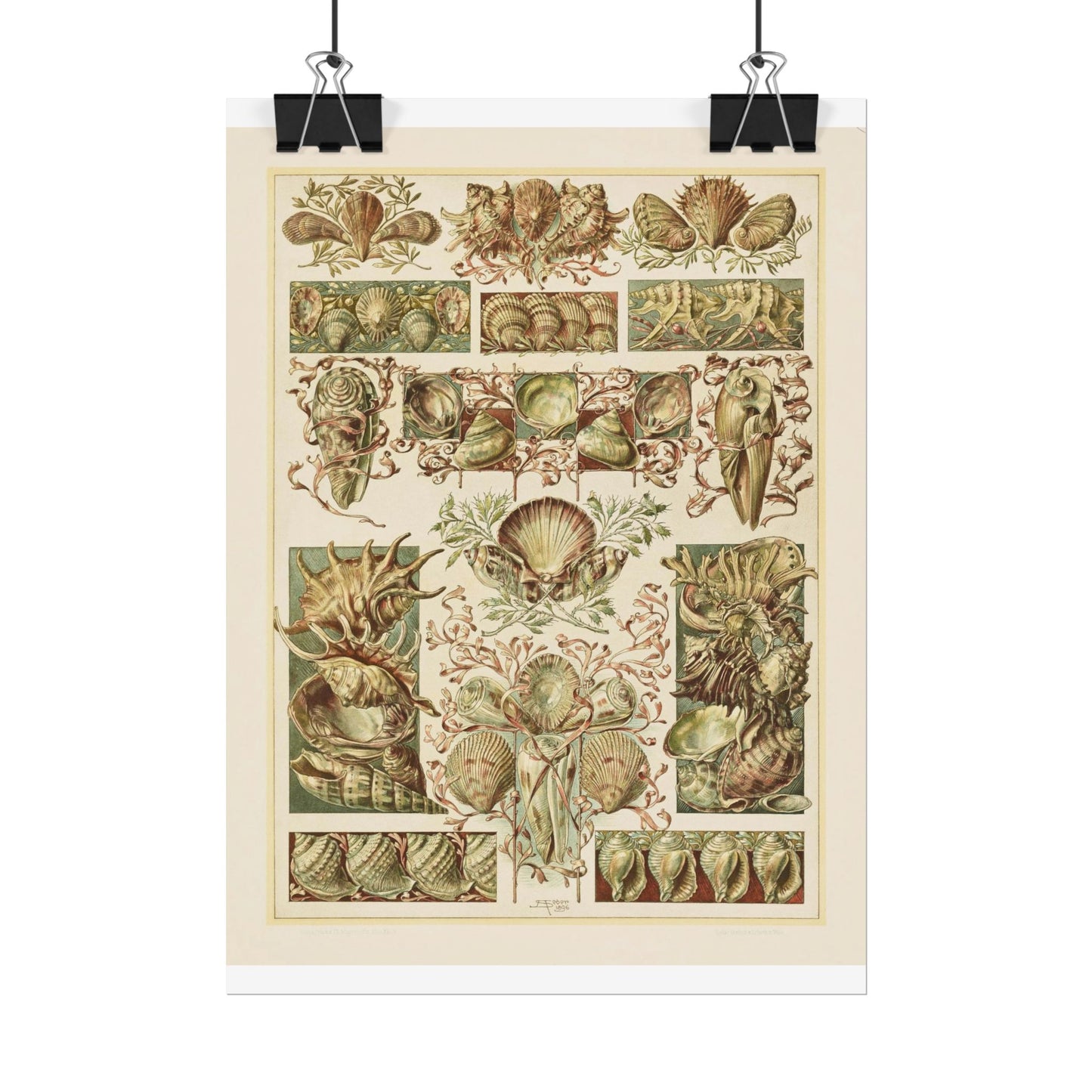 Shells - From "The Animal in Decorative Art"