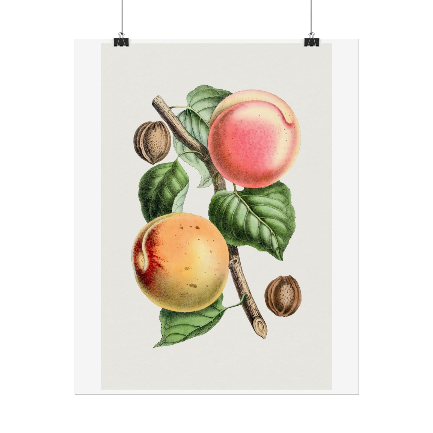 Apricot - Biodiversity Heritage Library