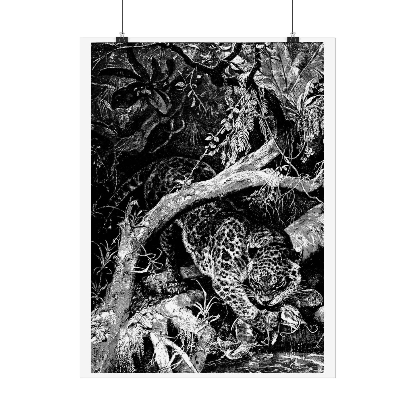 Jaguar catching a Fish - Engraving from "Brehm's Life of Animals"