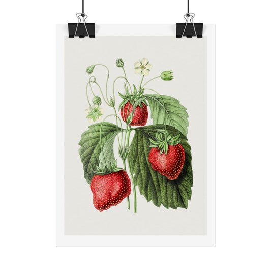 Strawberry - Biodiversity Heritage Library