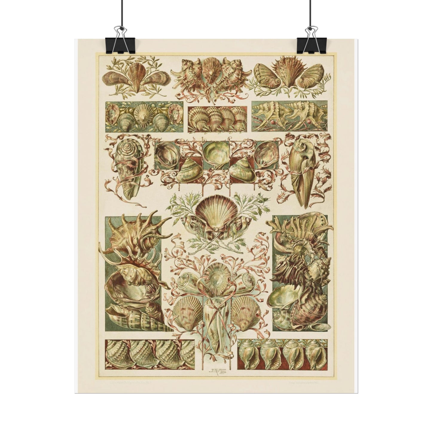 Shells - From "The Animal in Decorative Art"