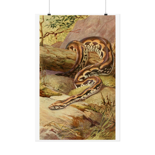 Anaconda - Colourised engraving from "Brehm's Life of Animals"