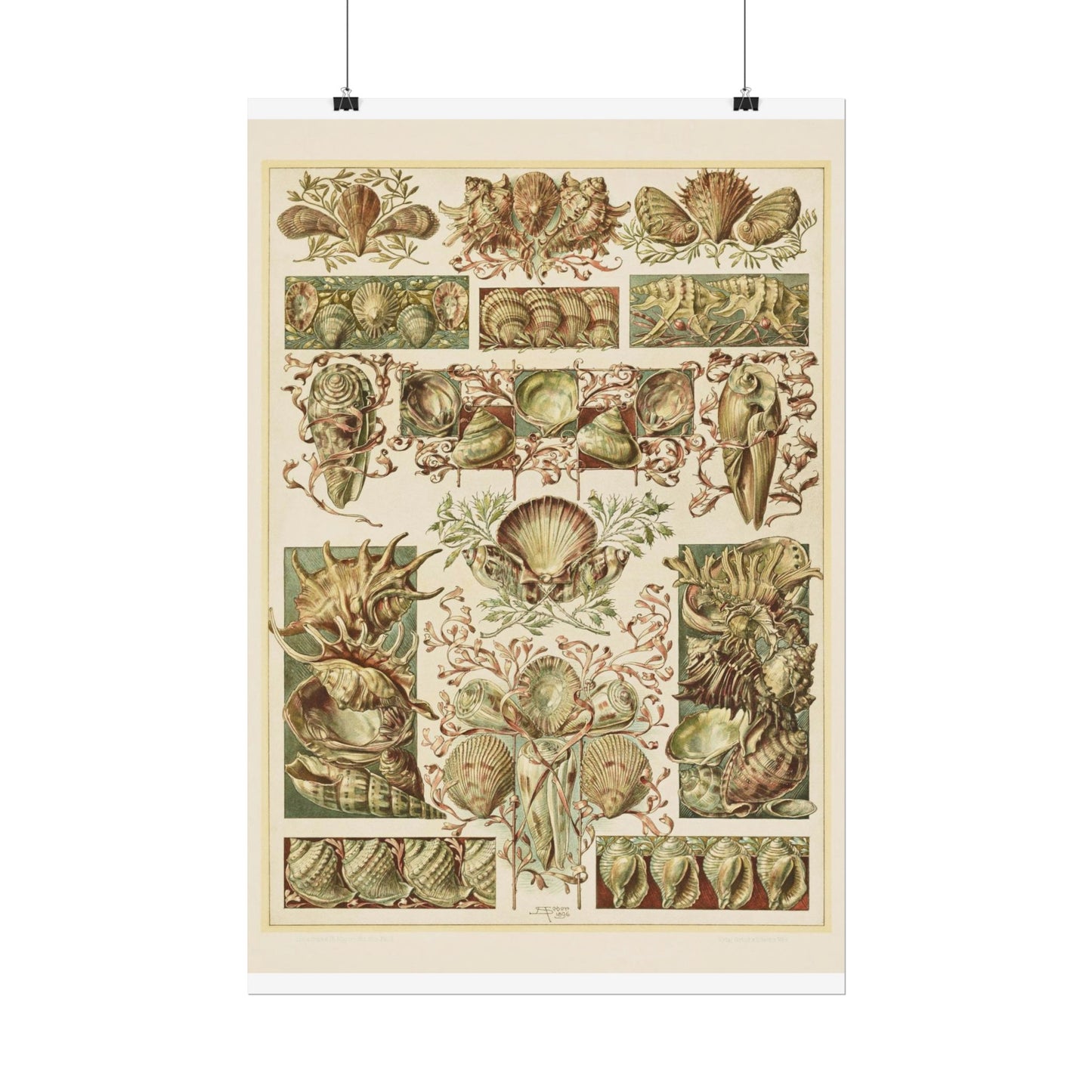 Shells - From "The Animal in Decorative Art"