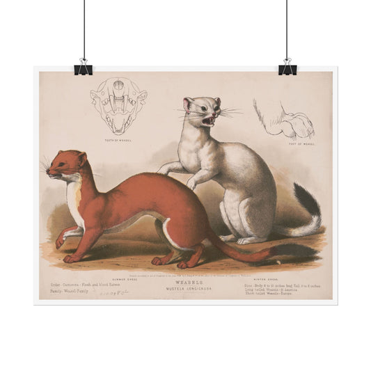 Weasels