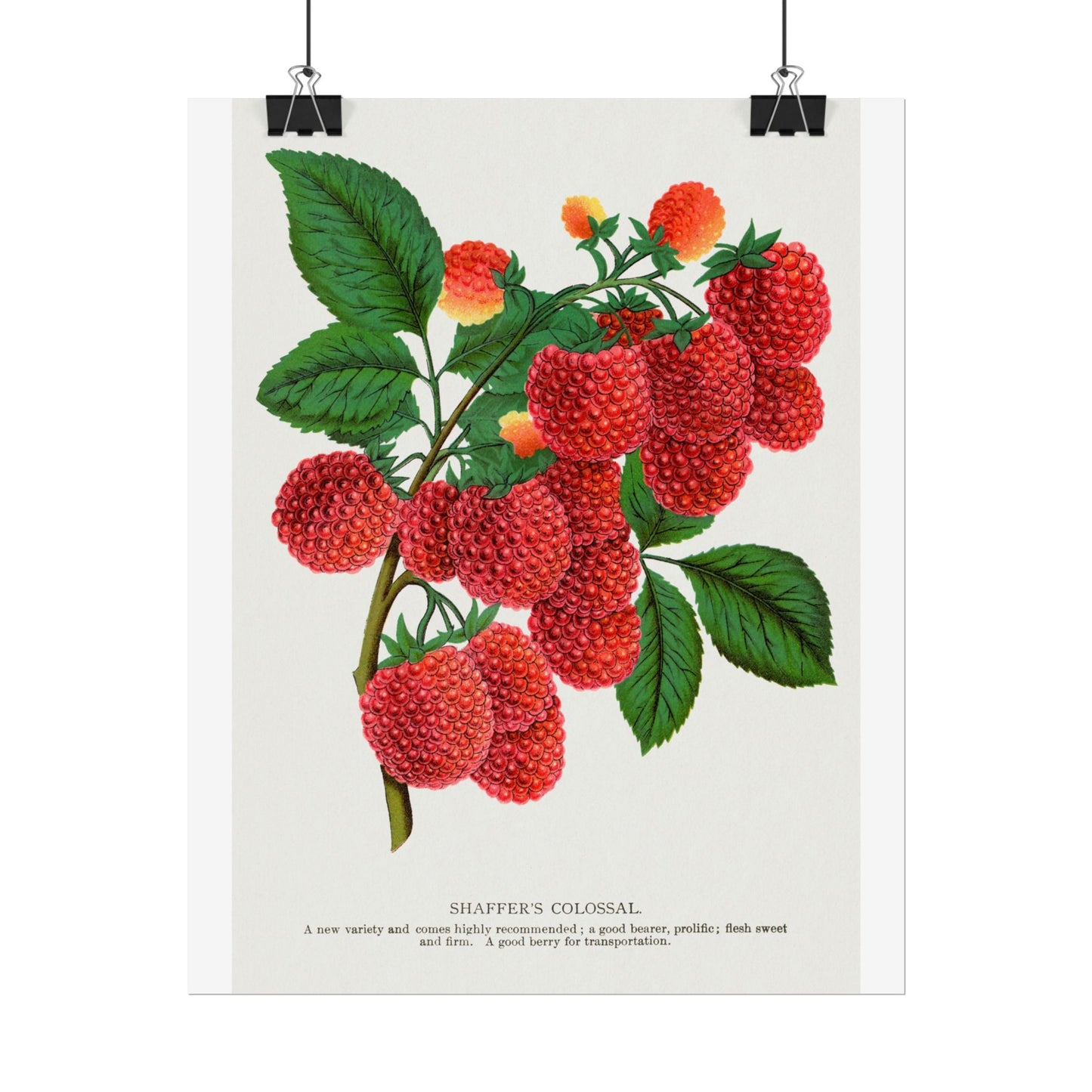 Shaffer's Colossal Raspbery - Lithograph from Botanical Specimen