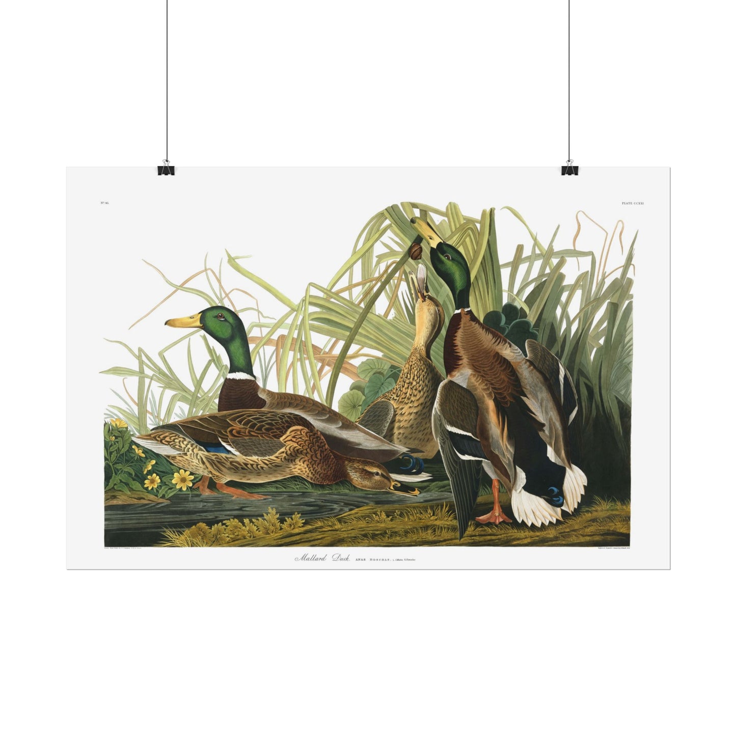Mallard Duck  - From "The Birds of America"