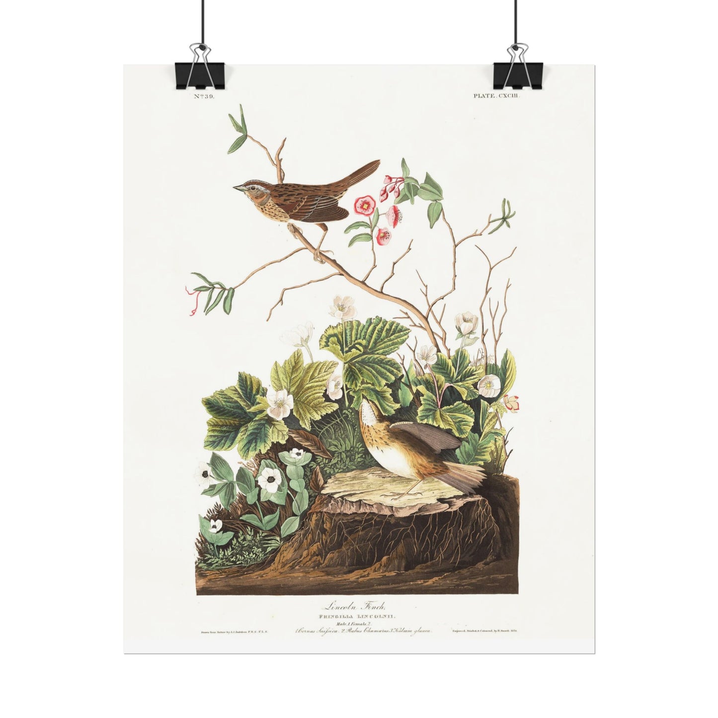 Lincoln Finch - from "The Birds of America"