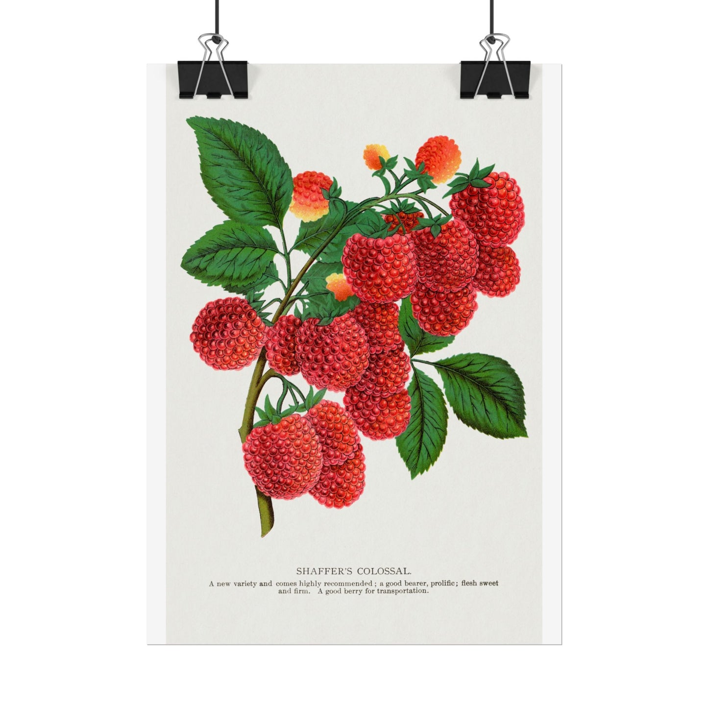 Shaffer's Colossal Raspbery - Lithograph from Botanical Specimen