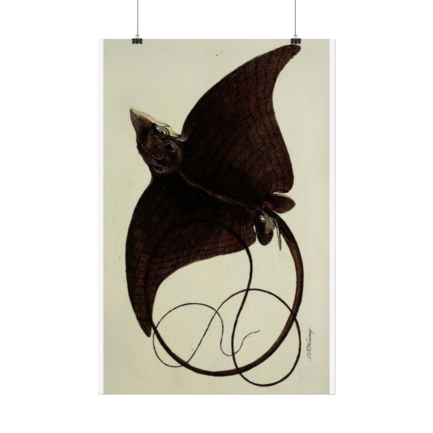 Long-Headed Eagle Ray